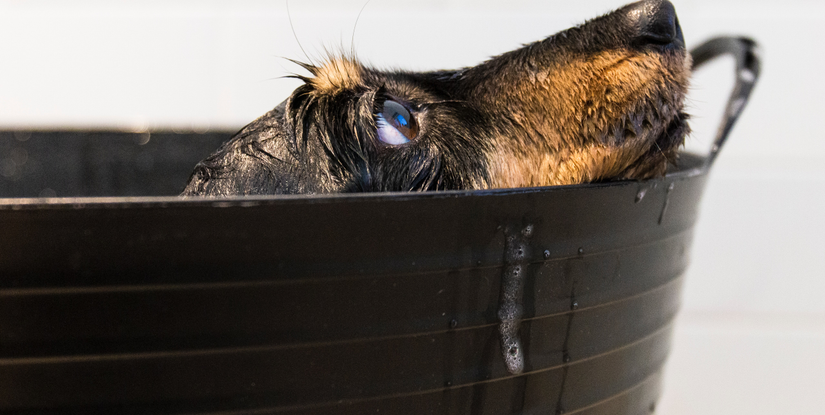 PETSIDI 39840 Los Alamos Rd Suites 3 & 4, Murrieta, CA 92562, United States