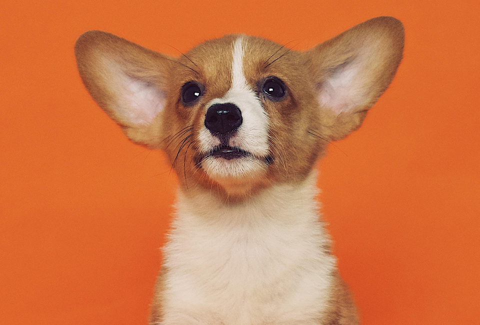 PETSIDI 39840 Los Alamos Rd Suites 3 & 4, Murrieta, CA 92562, United States