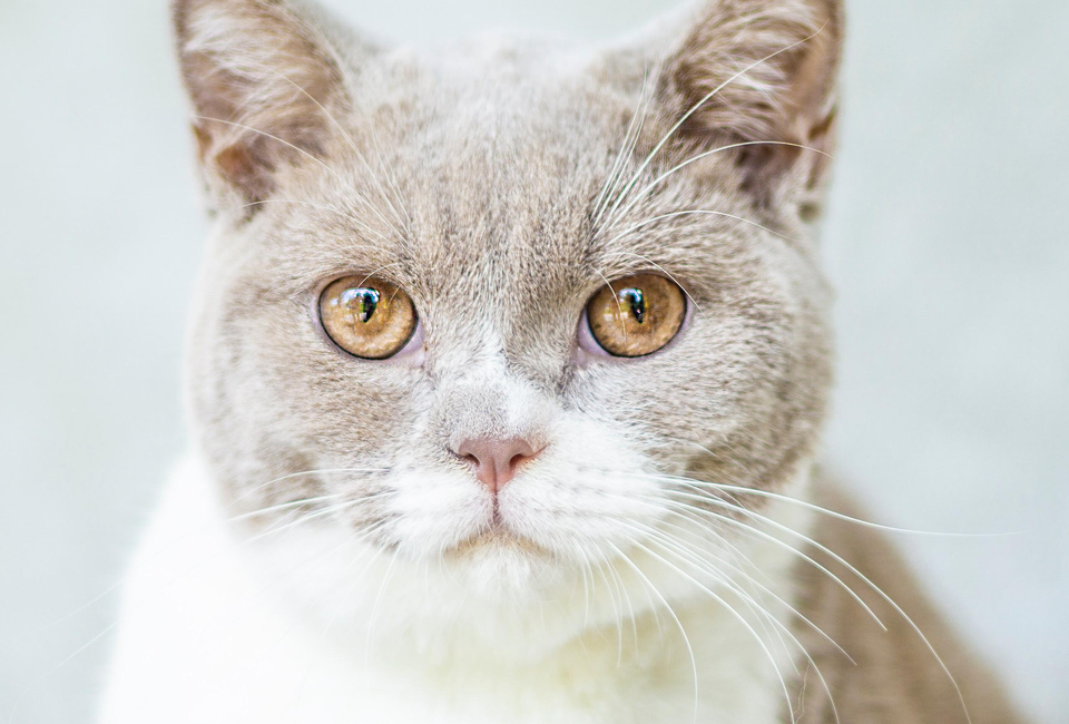 PETSIDI 39840 Los Alamos Rd Suites 3 & 4, Murrieta, CA 92562, United States