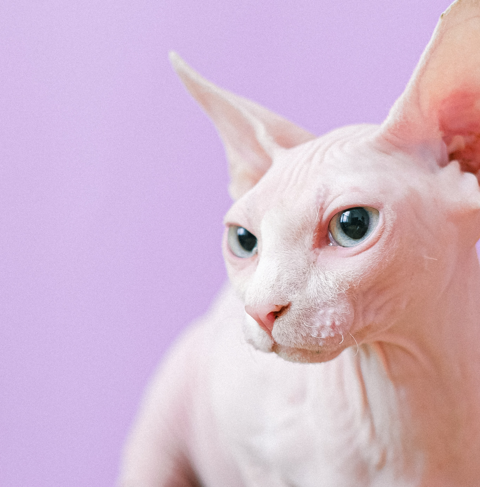 PETSIDI 39840 Los Alamos Rd Suites 3 & 4, Murrieta, CA 92562, United States